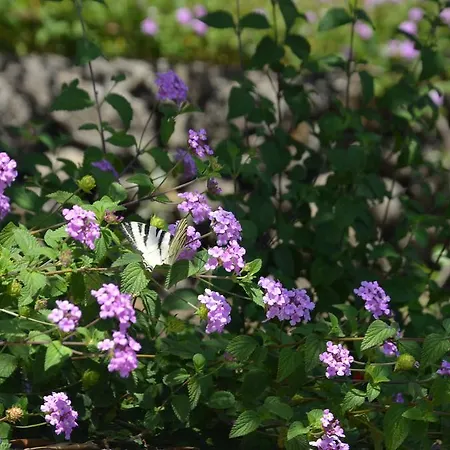 Villa Seacily Etna House